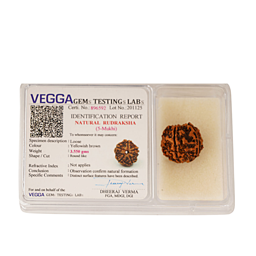 Panchmukhi Rudraksh Nepal Origin 18mm - 22mm (Certified, Box Packed and Energized)