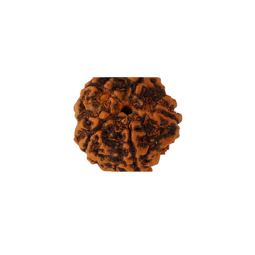 Panchmukhi Rudraksh Nepal Origin 18mm - 22mm (Certified, Box Packed and Energized)