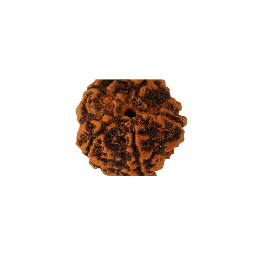 Panchmukhi Rudraksh Nepal Origin 18mm - 22mm (Certified, Box Packed and Energized)